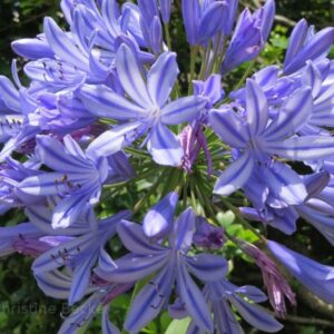 Agapanthus Azul, 3 lts.
