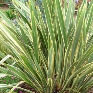 Formio Variegado - Phormium Tenax Erecta Aurea 10 LTS