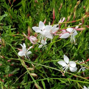 Gaura blanca - Gaura lindheimeri, 3 lts.