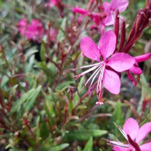 Gaura rosa - Gaura lindheimeri, 3 lts.