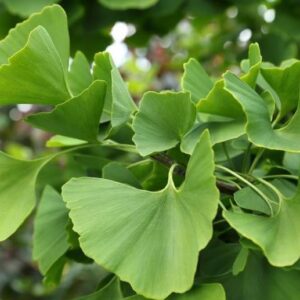 Árbol Sagrado - Ginko Biloba, 15 lts.