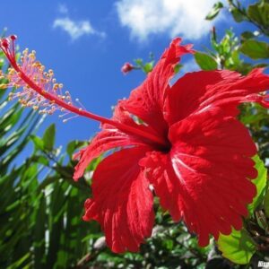 Rosa de China - Hibiscus Rosa-Sinensis 4LTS