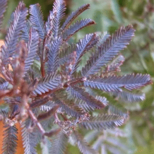 Acacia Rubra - Acacia baileyana Purpurea, 4 lts.
