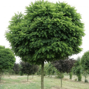 Acacia Globosa - Robinia pseudoacacia umbra, 10 lts.