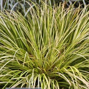 Acorus Lemon, 1 lts.