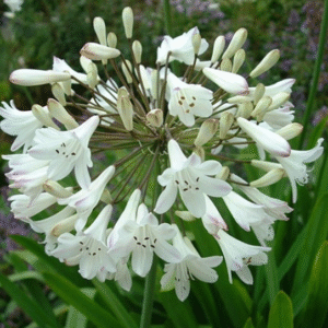 Agapanthus Blanco, 4 lts.