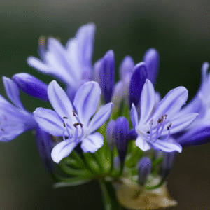 Agapanthus Enano, M12.