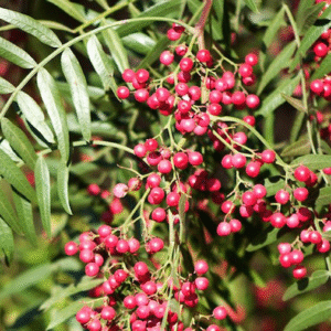 Aguaribay - Schinus molle, 10 lts.