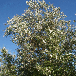 Álamo Blanco - Populus alba, 8 lts.
