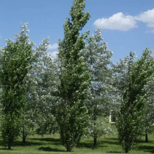 Álamo Piramidal - Populus alba, 10 lts.