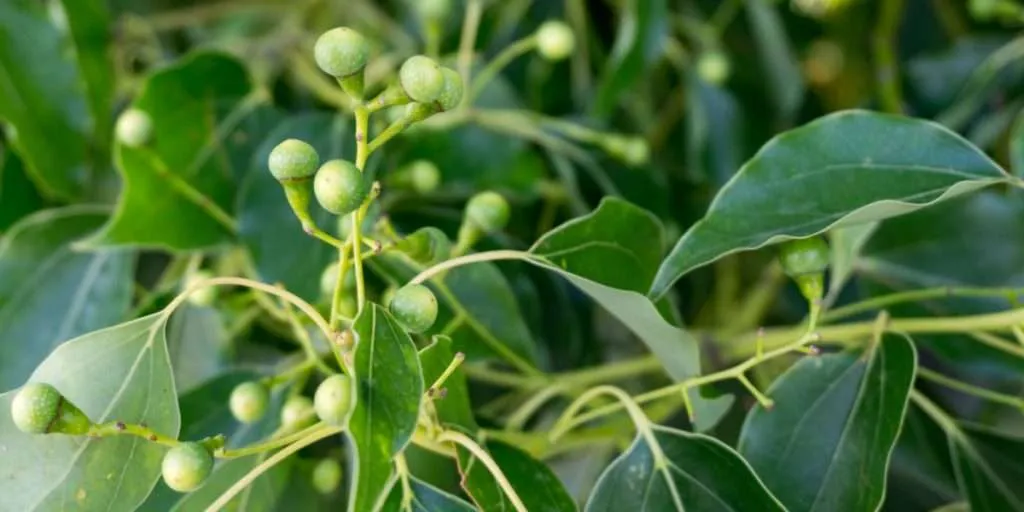 Alcanfor - Cinnamomum camphora, 4 lts.