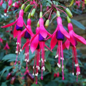 Aljaba - Fuchsia magellanica