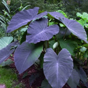 Alocasia Morada