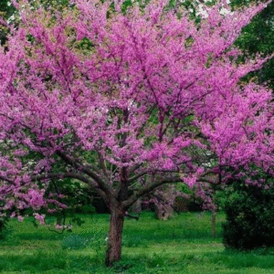 Árbol de Judea - Cercis siliquastrum, 4 lts.