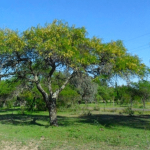Azota Caballos - Luehea divaricata