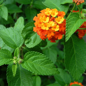 Bandera Española, 3 lts.