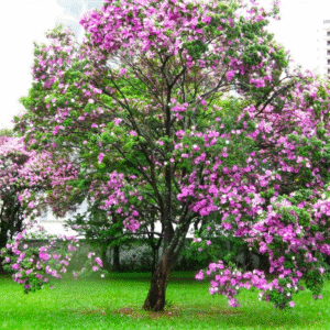 Bauhinia - Pezuña de vaca,  3 lts.