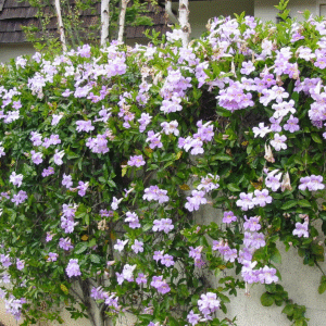 Dama del Monte - Bignonia callistegioides, 3 lts.