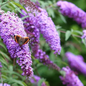 Árbol de las Mariposas - Buddleja davidii, 5 lts.
