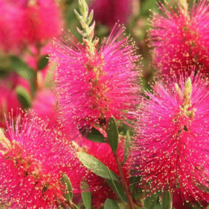 Escobillón Rosado - Callistemon laevis, 4 lts.