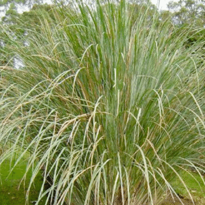 Carex Bronzina, 3 lts.
