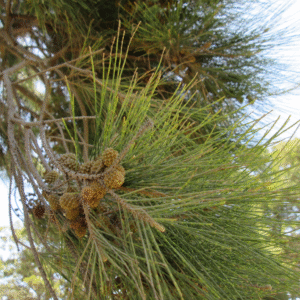 Casuarina Grande, Pino Australiano - Casuarina equisetifolia, 4 lts.