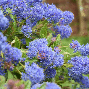 Ceanothus, 4 lts.