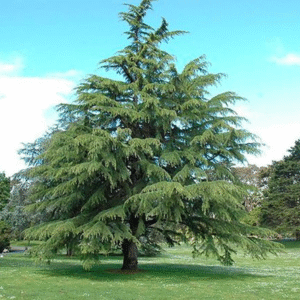 Cedro del Himalaya - Cedrus Deodara, 10 lts.