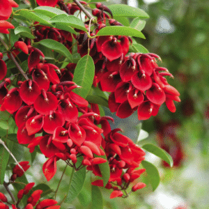 Ceibo - Erytrhina crista