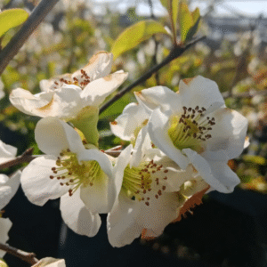 Cidonia Japónica Blanca - Chaenomeles japonica, 10 lts.