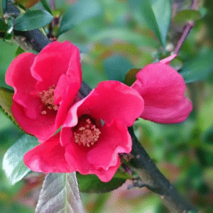 Cydonia Rosa - Chaenomeles speciosa, 7 lts.