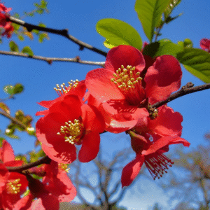 Cidonia Roja - Chaenomeles japonica, 7 lts.