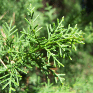 Ciprés Lambertiana, 3 lts.
