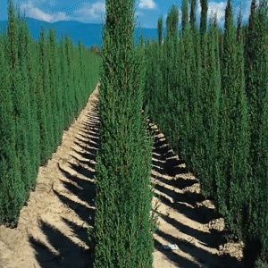 Ciprés Piramidal, 10 lts.