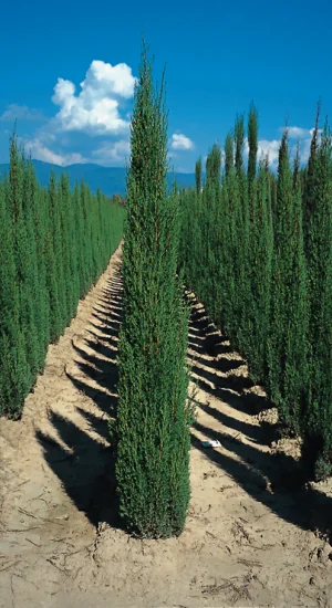 Ciprés Piramidal - Cupressus sempervirens, 3 lts.