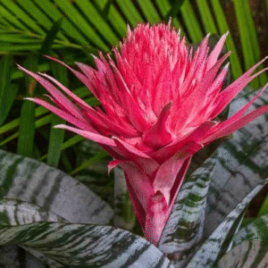 Aechmea fasciata, M15.
