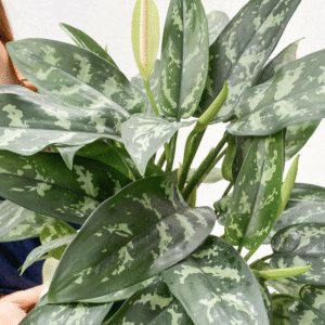 Aglaonema María, M13.