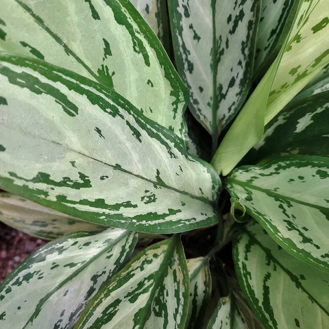 Aglaonema Silver Queen, M12.