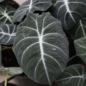 Alocasia Black, M12.
