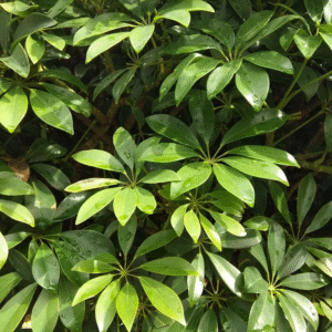 Aralia Scheflera, 3 lts.