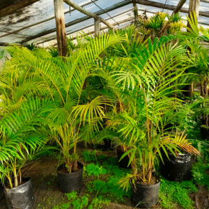Palmera Areca, 10 lts.