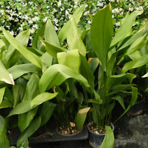 Aspidistra - Hoja de Salón, 4 lts.