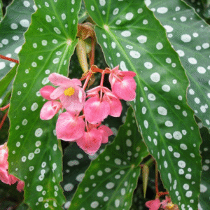 Begonia Ángel, M12.