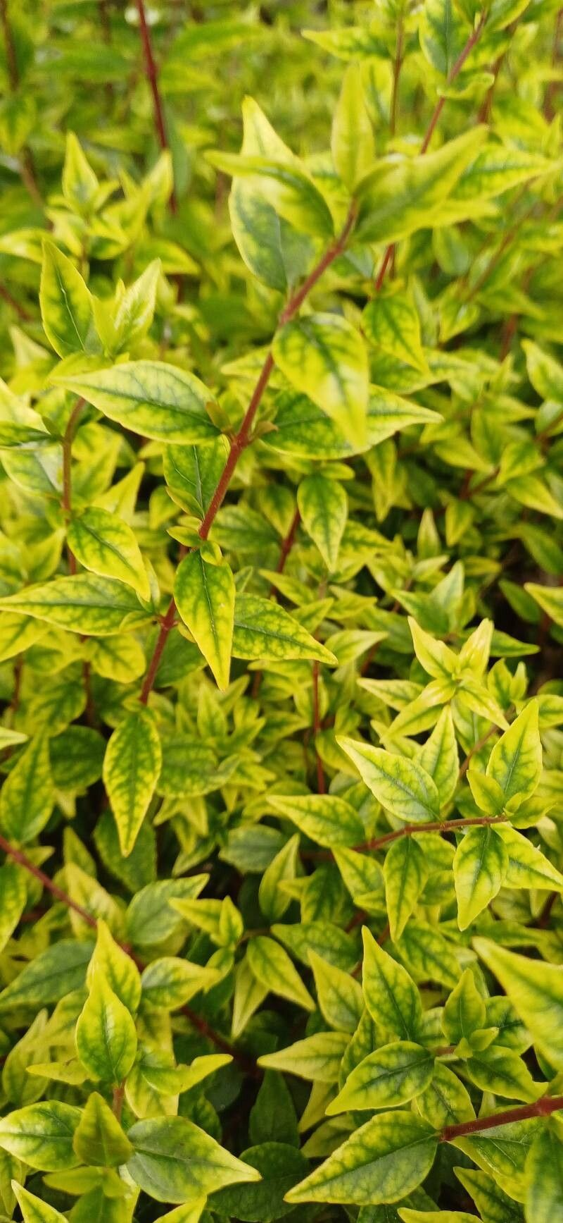 Abelia Grandiflora Dorada, 4 lts. - Image 2