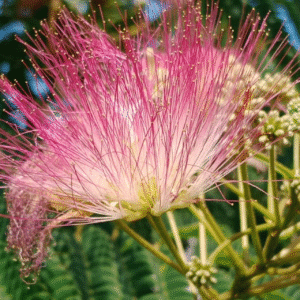 Acacia de Constantinopla - Albizia julibrissin, 15 lts.