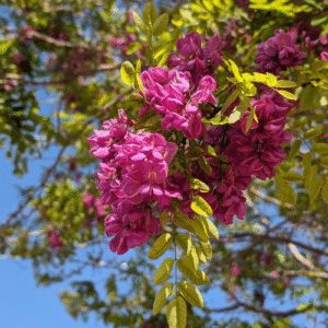 Acacia Robinia Bella Rosea - Robinia hispida, 15 lts.