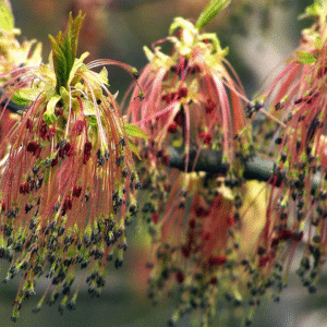 Arce negundo - Acer Negundo, 15 lts.