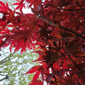 Arce Rojo - Acer Palmatum, 3 lts.