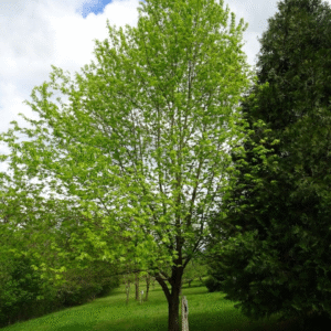 Arce Plateado - Acer Saccharinum, 15 lts.