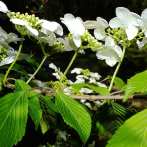 Copo de Nieve, 3 lts.